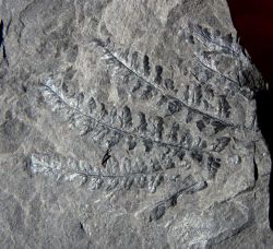 Pecopteris cf. volksmannii